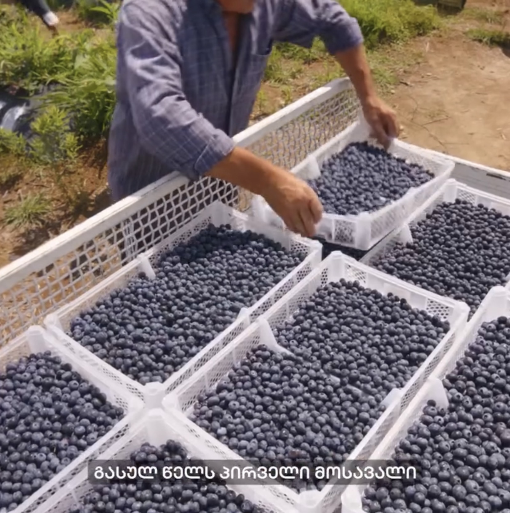 Agribusiness - Image 4